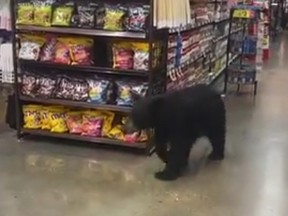 A bear cub is seen in a Los Angeles grocery store.