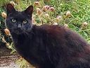 An image released by police of Piran the hero cat.