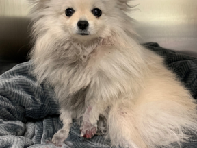 Sky the Pomeranian was dragged by a car in Mississauga on Wednesday, Aug. 5, 2021.