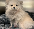 Sky the Pomeranian was dragged by a car in Mississauga on Wednesday, Aug. 5, 2021.