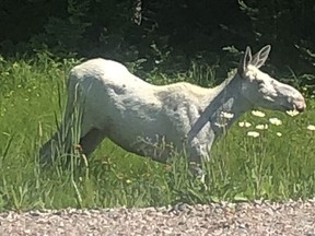 The unique presence of white moose have become something of an attraction in the Foleyet area, although one was shot illegally recently.



Supplied by Amanda Wilson and Ben Decarie

ORG XMIT: POS2011051826076393