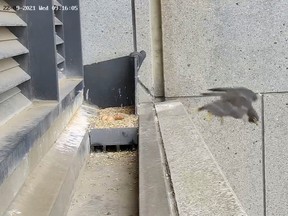 A falcon flies away and leaves its nest with eggs unattended after experiencing tremors from a magnitude 6.0 earthquake that struck near Melbourne, Victoria, Australia, September 22, 2021, in this still image from video obtained via social media.