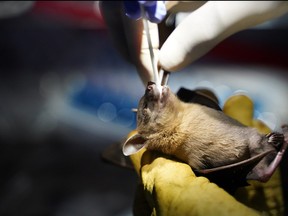 A researcher from the Institut Pasteur du Cambodge takes an oral swab from a bat that was captured at Chhngauk Hill, Thala Borivat District, Steung Treng Province, Cambodia, Aug. 30, 2021.