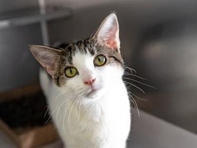 Catara, a 3 year old, female, domestic short haired cat, is waiting for her forever home at the Toronto Humane Society