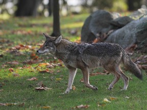 A coyote hunts squirrels in Stanley Park in Vancouver on December  5,  2012.