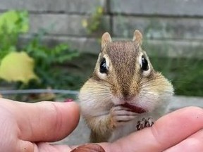 Charlie the chipmunk is pictured enjoying some nuts in a Tik Tok video.