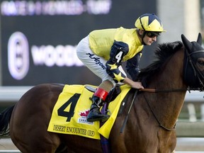 Desert Encounter will be back at Woodbine on Saturday looking for his third consecutive win in the Canadian International. Woodbine's four biggest open races will take place this weekend. Michael Burns photo