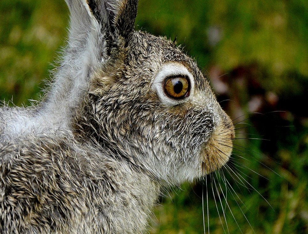 Woman struck by car in Oshawa stopped vehicle to help injured bunny