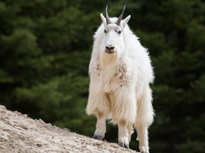 A mountain goat in the wild