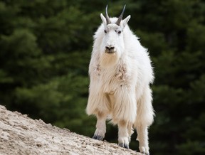 Eine Bergziege in freier Wildbahn.  Dateien