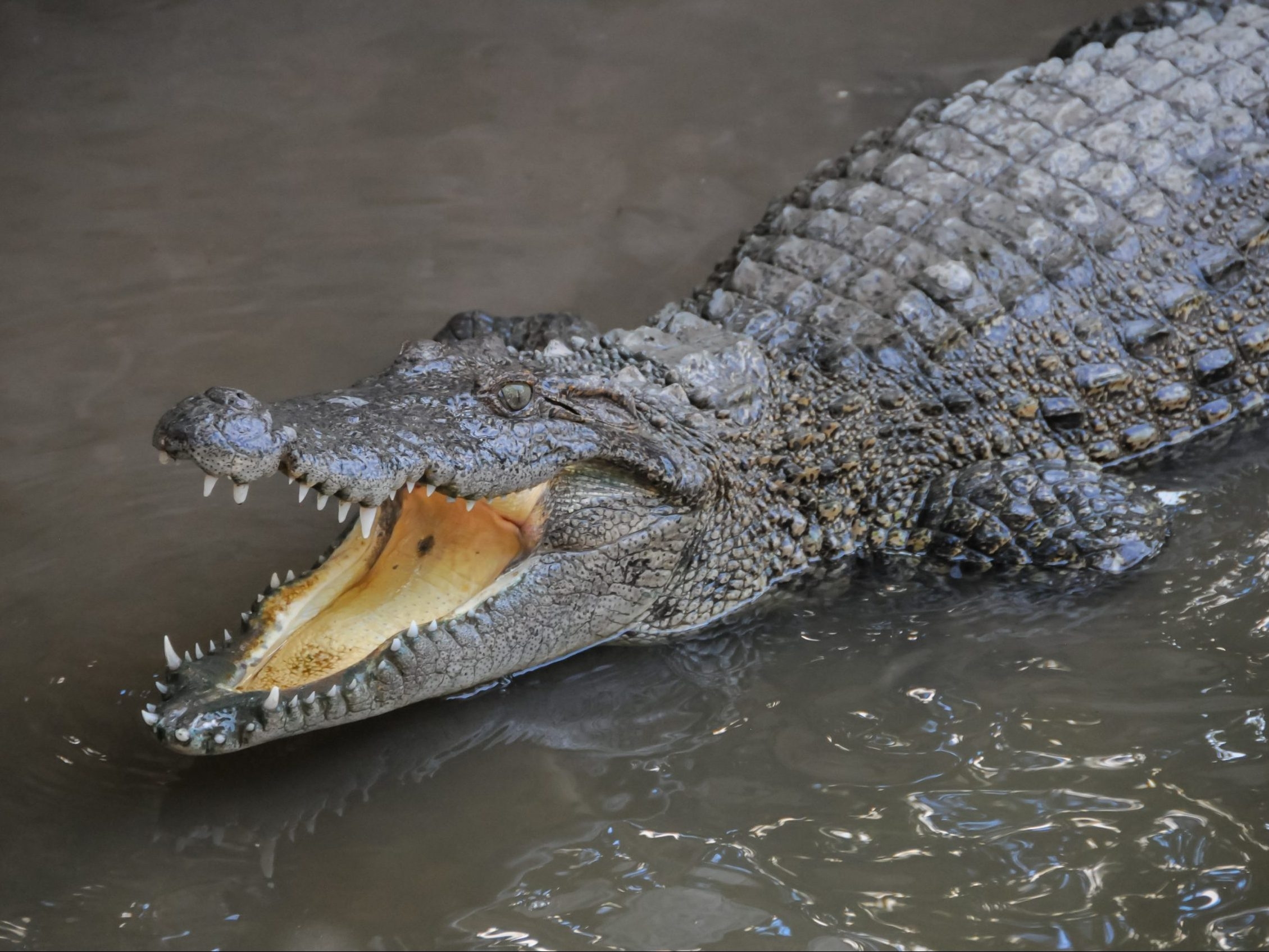 Louisiana man presumed dead after alligator attack in Ida floodwaters