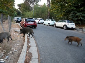 Wild boars roam a street foraging for food in Rome, Italy September 22, 2021.