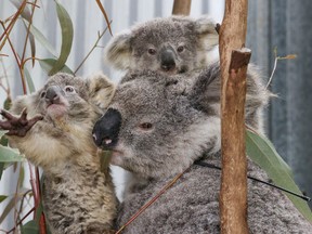 Scientists fear koalas are nearing extinction, with only 30,000 remaining in the wild.