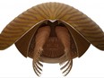 A reconstruction viewed from the front of the Cambrian Period arthropod Titanokorys gaines, a marine creature that lived about 506 million years ago and whose fossils were unearthed in the Burgess Shale formation from the mountains of Kootenay National Park in Canada, is seen in this undated illustration.