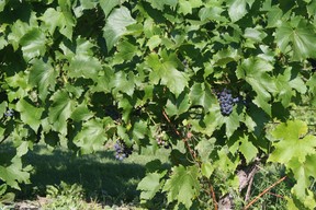 Grapes in the vineyard at La Cache a Maxime in Scott, Que. (RUTH DEMIRDJIAN DUENCH photo)