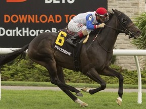 Not So Quiet, with Rafael Hernandez aboard, won his second straight $125,000 Vice Regent Stakes on Saturday. Michael Burns photo