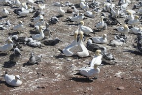 Northern gannet birds are found in great numbers at Ile Bonaventure near Perce, Que. RUTH DEMIRDJIAN DUENCH photo