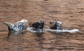 Seals rest near Ile Bonaventure. RUTH DEMIRDJIAN DUENCH photo