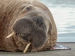 A walrus identified by Seal Rescue Ireland as Wally, the wandering walrus last spotted in West Cork, Ireland, is seen in harbour in Hofn, Iceland September 19, 2021 in this image obtained from social media September 22, 2021.
