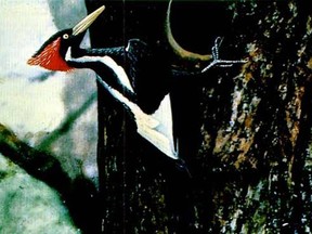 Ivory-billed woodpecker scientific name: Campephilus principalis.
