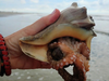 A South Carolina woman encounters an octopus living in a shell.