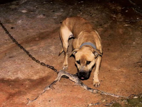 U.S. federal agents found pit bulls while investigating a Georgia dogfighting ring, and many were emaciated, scarred or injured.