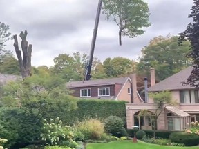 A 250-year-old sugar maple tree on Knightswood Rd., in Hoggs Hollow, was cut down to make way for construction of a two-storey basement beneath a house on Thursday, Sept. 23, 2021.