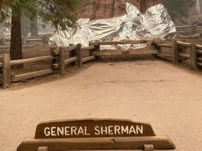 Fire-resistant blankets are wrapped around General Sherman as wildfires rage through Sequoia National Park.
