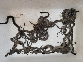 Rattlesnakes that were rescued from California home slither in tub