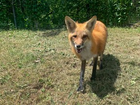 Todd the fox