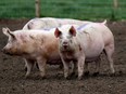 Pigs stand in a field near RAF Lossiemouth, Scotland, April 13, 2018.