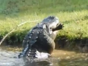 Images of an alligator eating a smalller 'gator was posted to Twitter