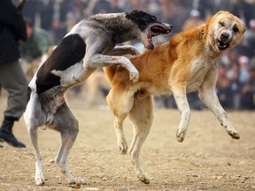 Three men are going to prison for their part in a dogfighting network, among them a man who took his seven year old son to watch a dog fight to the death.