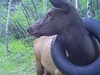 A 600-pound elk who had a tire around its neck for nearly two years recently had it removed.