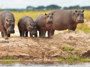Known as the infamous "cocaine hippos," the animals are the offspring of the original two hippopotami smuggled into the country by Pablo Escobar to be part of his personal zoo.