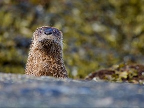 River otter (Lontra canadensis) cranes its neck to see over a rock on shore at low tide, Clover Point, Vancouver Island, British Columbia.