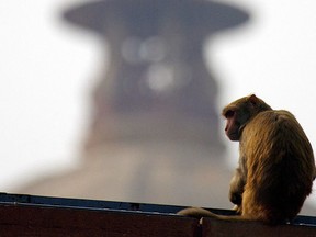 Monkey sitting on a roof of the defence ministry building in New Delhi.