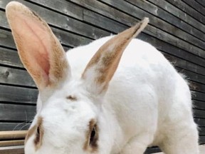 Dr. Hopkinz, a 2-year-old male American rabbit, is ready for his Forever Home. PHOTO/The Toronto Humane Society
