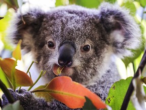 A baby koala is seen at Wild Life Sydney Zoo on October 14, 2021 in Sydney, Australia.