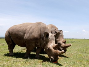 Najin, right, and her daughter Fatou, the last two northern white rhino females, graze near their enclosure at the Ol Pejeta Conservancy in Laikipia National Park, Kenya March 31, 2018.