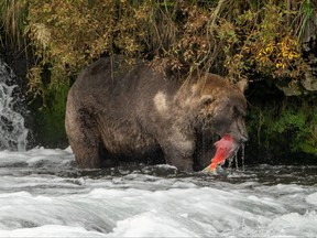 Brown bear 480, known as "Otis," stands in a river hunting for salmon to fatten up before hibernation at Katmai National Park and Preserve in Alaska, Sept. 16, 2021.