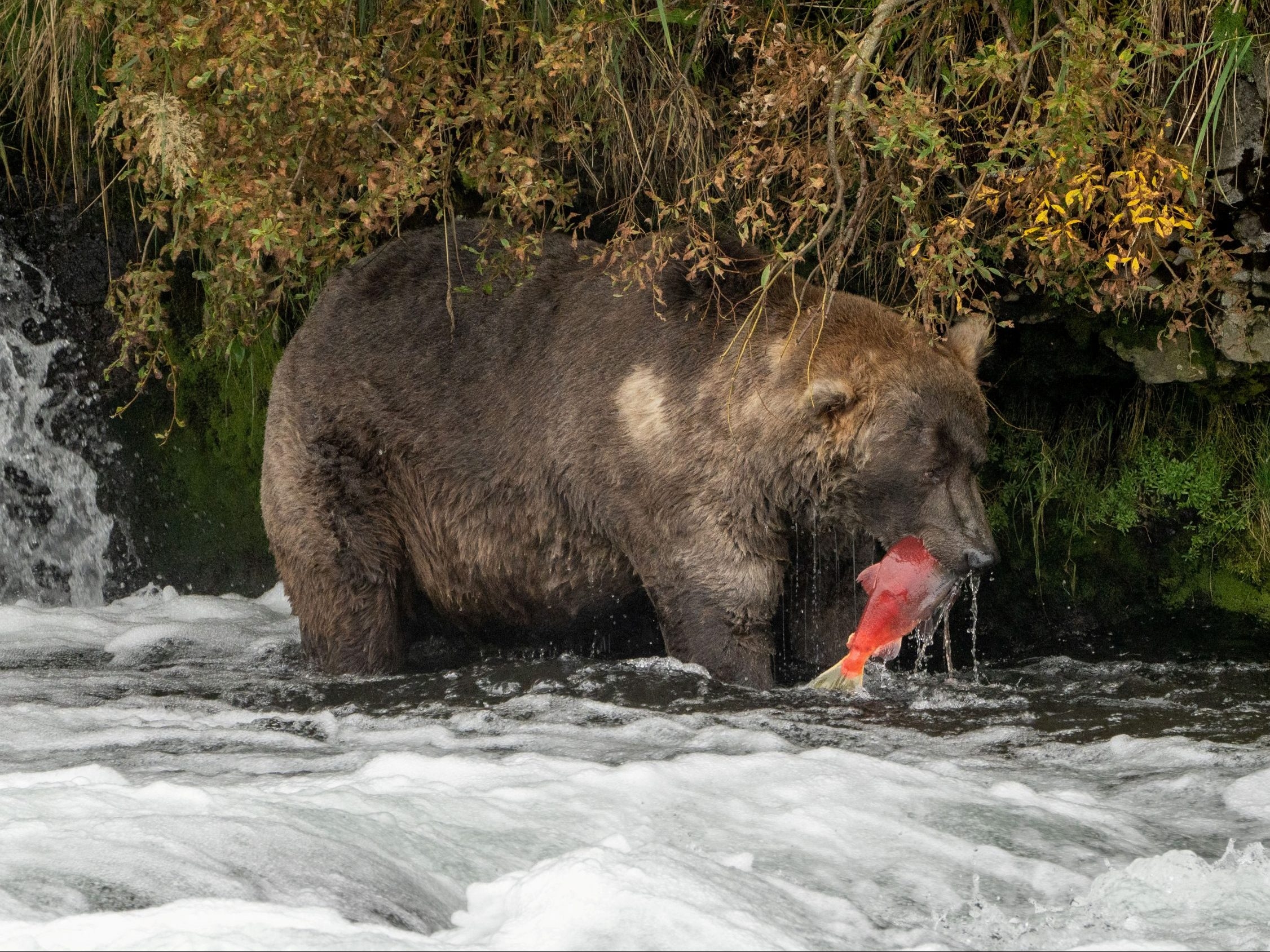 Otis the bear crowned chunk champion in Alaska's Fat Bear Week