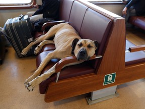 Street dog Boji, a regular user of commuter ferries, buses, metro trains, and trams, sleeps on a ferry which runs between the city's Asian and European sides, in Istanbul, Turkey October 5, 2021.
