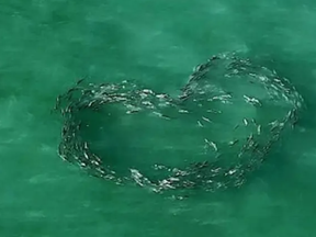The school of crevalle jack were in the shape of a heart near Juno Beach in Palm Beach County, Fla. on Tuesday, according to PEOPLE.