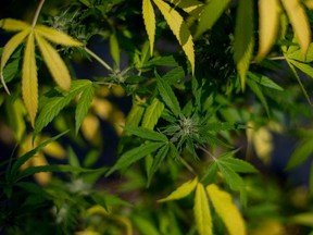 View of cannabis plants at the Medical Cannabis Research and Patient Support Association (APEPI) production farm in Paty dos Alferes, Rio de Janeiro state, Brazil on September 9, 2021.