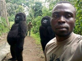 Ndakasi became a social media sensation in 2019 after a Virunga National Park ranger took a selfie of himself with her and another orphaned simian named Ndeze.