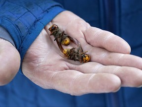 A Washington State Department of Agriculture worker holds two of the dozens of Asian giant hornets vacuumed from a tree in Blaine, Wash., Oct. 24, 2020.