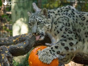 Everest the snow leopard at the Lincoln Children's Zoo.