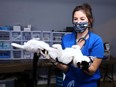 A cat is carried into the surgery area on Saturday, November 13, 2021 at the The Canadian Animal Task Force in their northeast Calgary office. With the support of the Alberta Veterinary Medical Association they were granted a temporary license to provide spay and neuter clinics and treated approximately 60 cats.