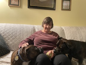 Candida Beauchamp and her 2 Staffordshire Bull Terriers Ari and Brosna. She is Ontario Director for the Staffordshire Bull Terrier Club of Canada